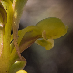Satyrium parviflorum