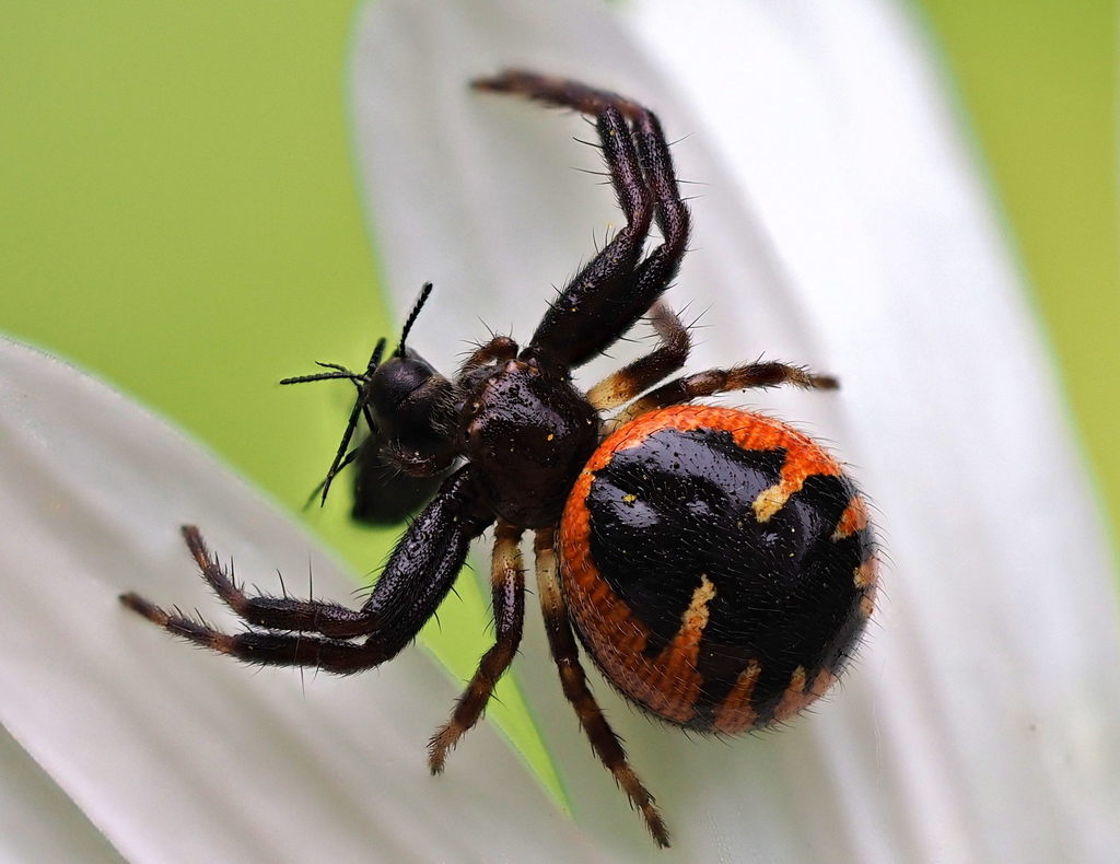 Synema globosum globosum