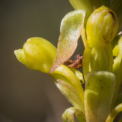 Satyrium parviflorum