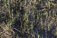 Triglochin palustris