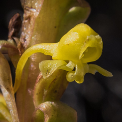 Satyrium parviflorum
