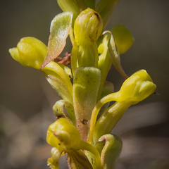 Satyrium parviflorum