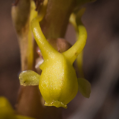 Satyrium parviflorum