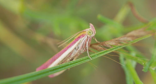 Rosy-striped Knot-horn, Lingewaard, Gelderland, Netherlands, photo 7 of 10