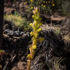 Satyrium parviflorum