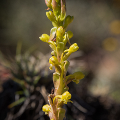 Satyrium parviflorum
