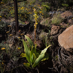Satyrium parviflorum
