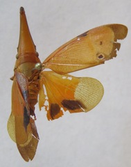 Odontoptera carrenoi