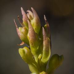 Satyrium parviflorum