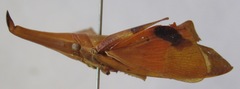 Odontoptera carrenoi
