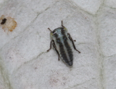 Tremulicerus distinguendus