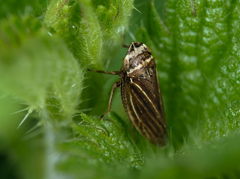 Aphrodes makarovi