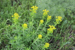 Euphorbia procera