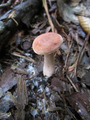 Hypomyces armeniacus