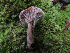 Hypomyces armeniacus