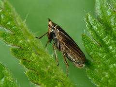 Aphrodes makarovi