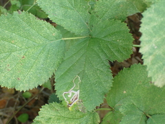 Stigmella villosella