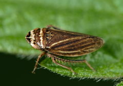 Aphrodes makarovi