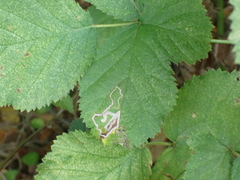 Stigmella villosella
