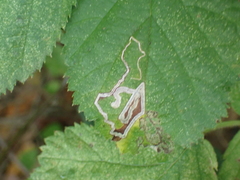 Stigmella villosella