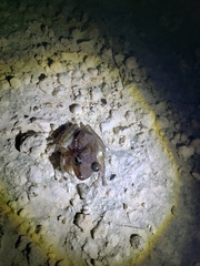 Craugastor yucatanensis