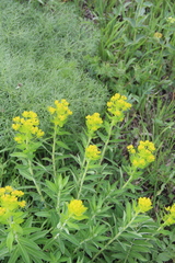 Euphorbia procera