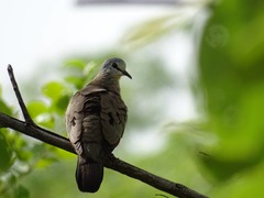 Turtur abyssinicus