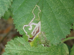 Stigmella villosella