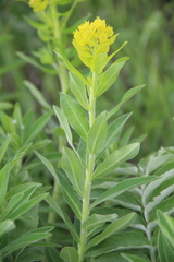 Euphorbia procera