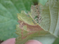 Stigmella villosella