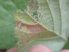 Stigmella villosella