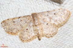 Idaea blaesii