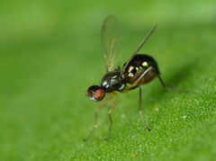 Nemopoda nitidula