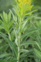 Euphorbia procera