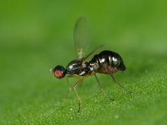 Nemopoda nitidula