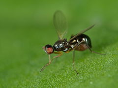Nemopoda nitidula