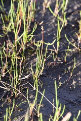 Triglochin palustris