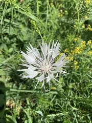 Centaurea cheiranthifolia
