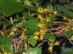 Toxocarpus wightianus