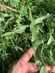 Centaurea cheiranthifolia