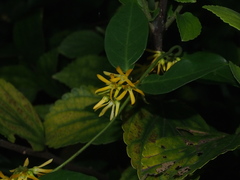 Toxocarpus wightianus