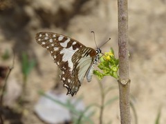 Graphium angolanus