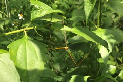 Baculomia siamensis