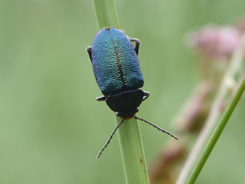 Promecosoma dugesi