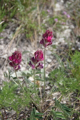 Hedysarum biebersteinii