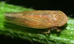 Thamnotettix dilutior