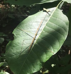 Baculomia siamensis