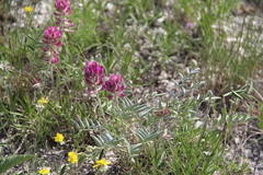 Hedysarum biebersteinii