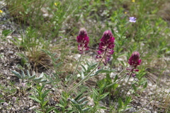 Hedysarum biebersteinii