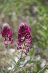 Hedysarum biebersteinii